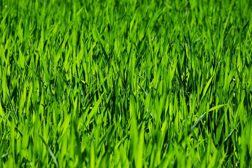gazon pelouse synthétique artificiel