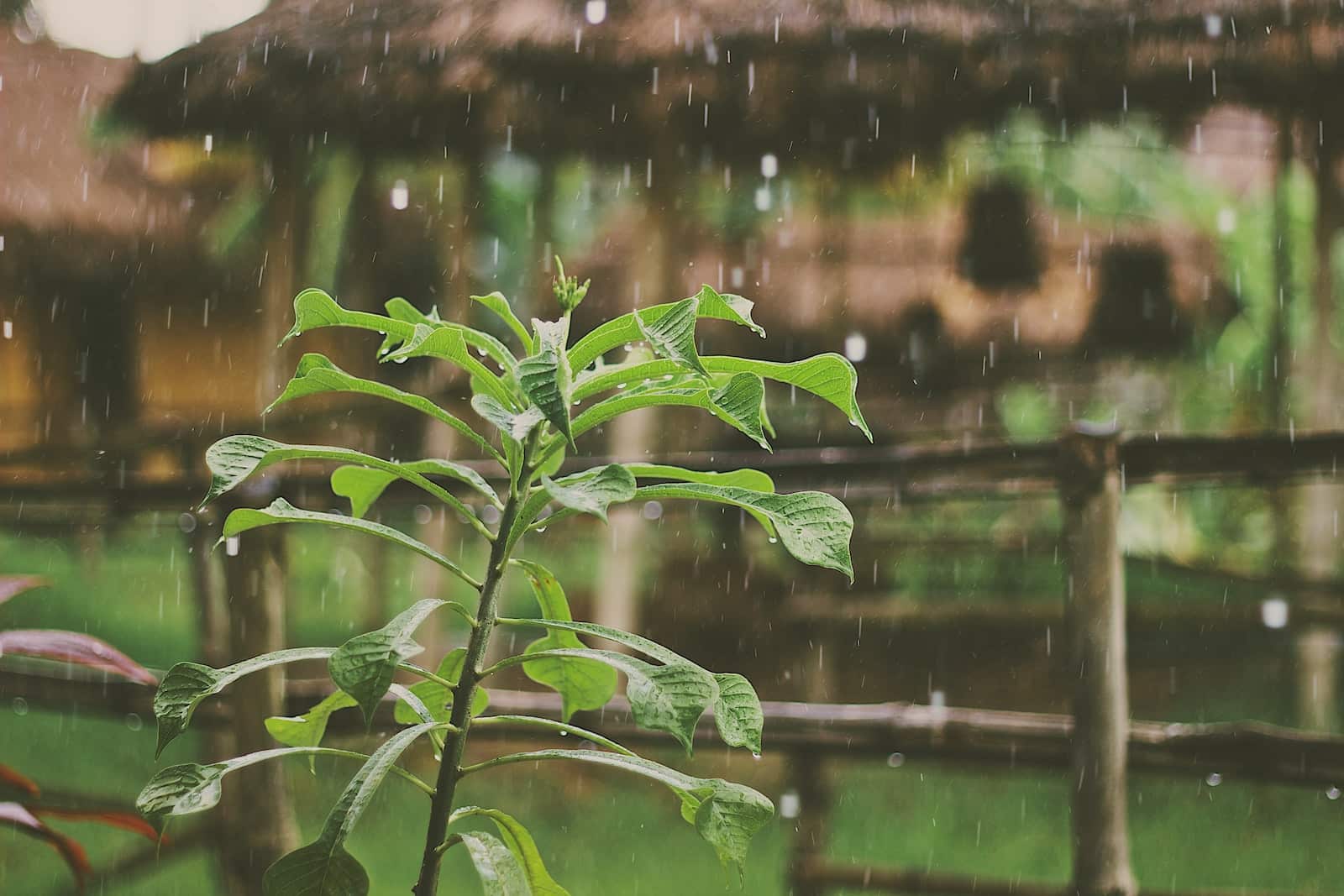 Quel système utiliser pour récupérer l’eau de pluie dans une maison ? récupération eau de pluie plante verte