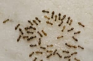 fourmi maison insecticide