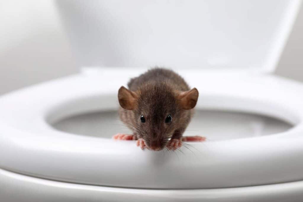 Quels sont les risques sanitaires en cas d'invasion de rats chez vous ?